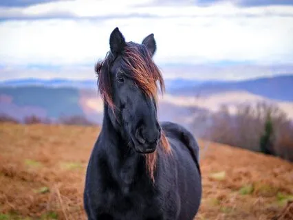 Black Horse Meditation For Intuition, Trust & Serendipity