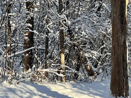 Relax And Restore (Native American Flute Meditation)