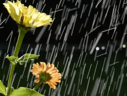 Relax And Slow Down With This Flute Prayer And Rain