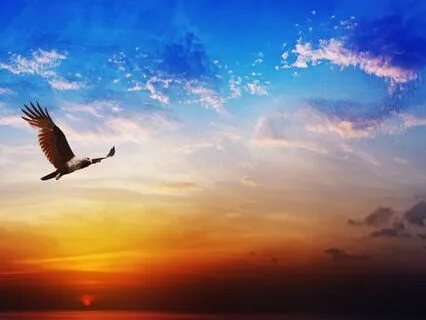 Relax And Soar As An Eagle