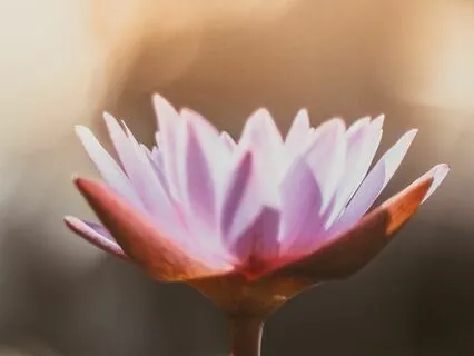 Get Settled Into Meditation