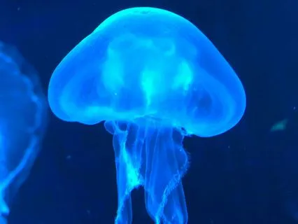 Relax, Focus & Heal – 432 Hz Theta Music