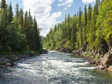 Relax For 2 Minutes With Trees & Water
