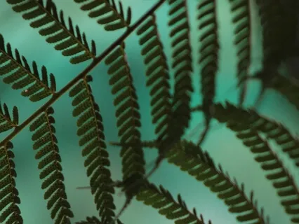 Relax Fully - Yoga Nidra Meditation