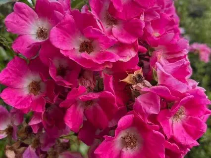 Relax In An English Garden 1 Minute Reset In Nature