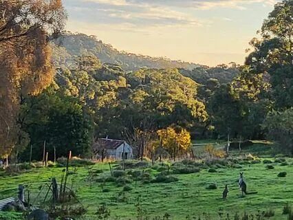 Relax In Nature - Australian Bush