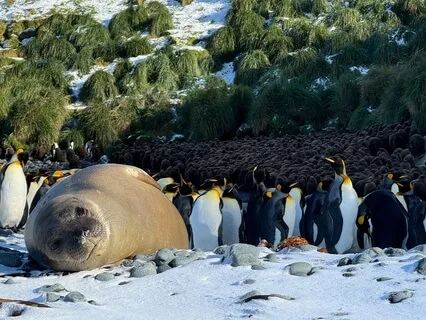 Relax In Nature - King Penguin Beachside Colony