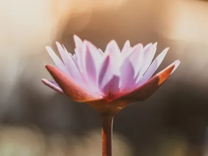 Relax Into Calm: Gratitude