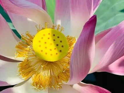 Relax Into Gratitude