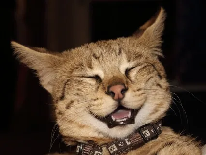 Relax Into Happiness