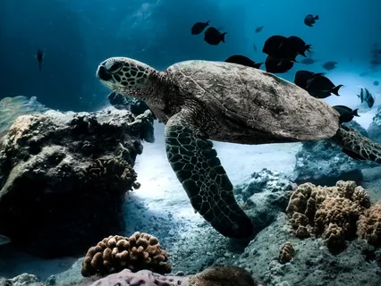 Relax Like A Sea Turtle