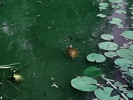 Relax: Squeeze & Release