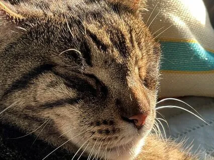 Relax To A Snurr (Snore + Purr) In Four Minutes, No Music