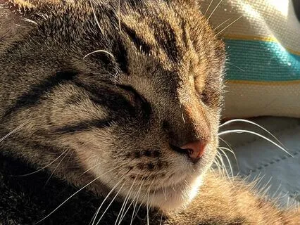 Relax To A Snurr (Snore + Purr) In Four Minutes, With Music