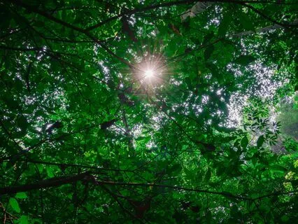 Relax & Unwind In Deep Nature - De-Stress & Calm - 852 Hz