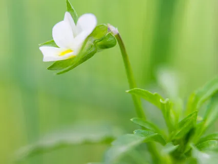 Relax With Amazing Grace