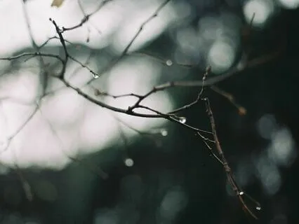 Relax With Rainy Day Forest Chimes | Ultimate Sleep Serenity