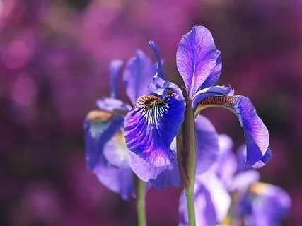 Relaxamento Sonoro Com Tigelas De Quartzo 432Hz - III 