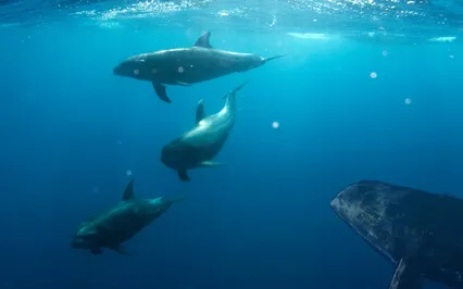 Relaxando com Baleias e Golfinhos