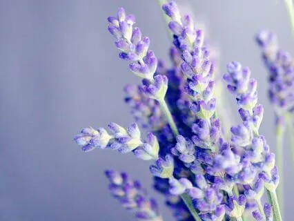 Relaxation And Grounding For Panic, Anxiety And Fear