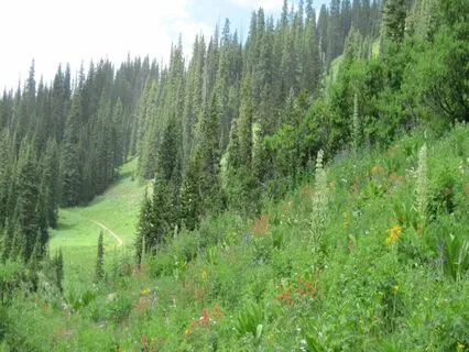 Shamanic Mother Earth