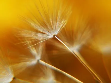 Relaxation - Autumn Pentatonic Vibes ~ Breath Of The Wind