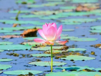 Relaxation Awareness -Body Scan