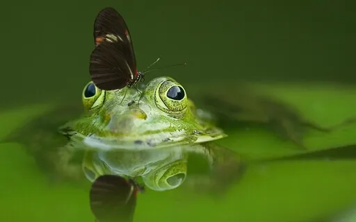 Relaxation | Bercement au Crépuscule de l'Été Indien