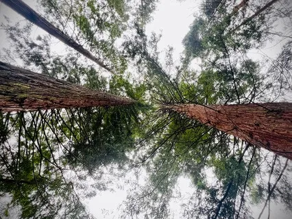 Relaxation Body Guidance