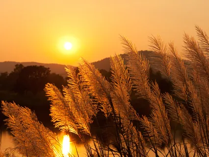 Easing Pain Intensity (Live Recording)