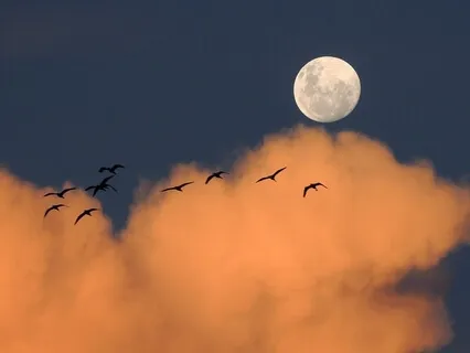 Relaxation For Sleep