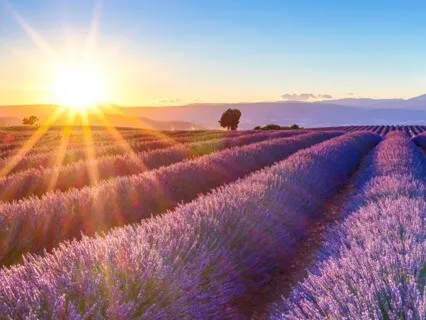 Relaxation Lavender Oil Meditation