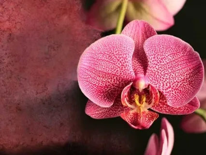 Relaxation Meditation