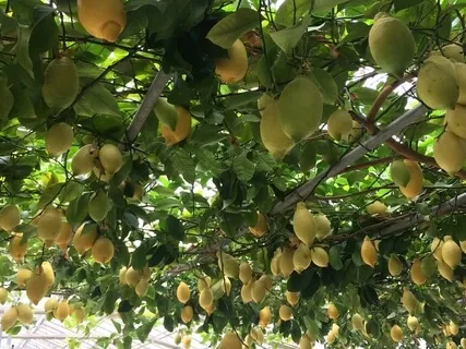 Relaxation Of Happiness