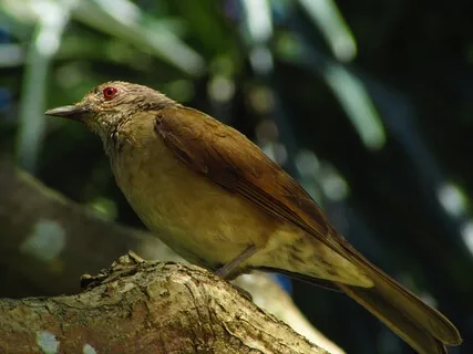 Relaxation Shorts (Number 13)