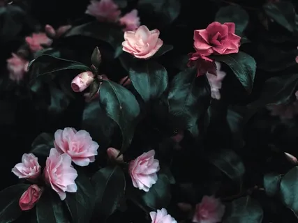 Relaxation Shorts (Number 15)