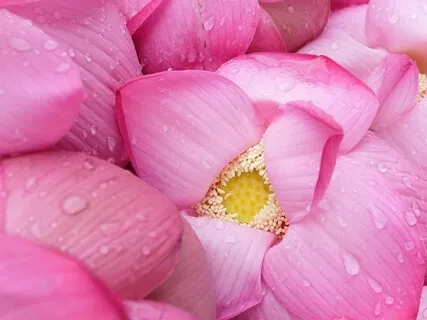 Relaxation Shorts (Number 2)