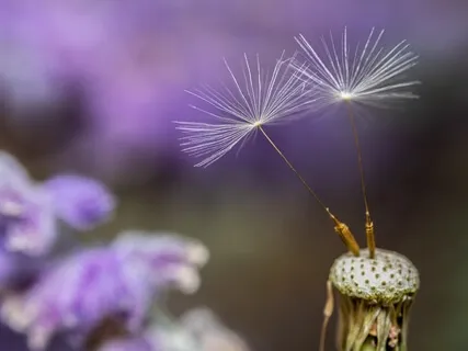 Relaxation Shorts (Number 3)