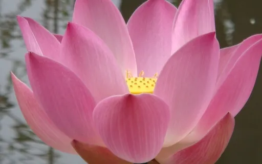 Relaxation Meditation