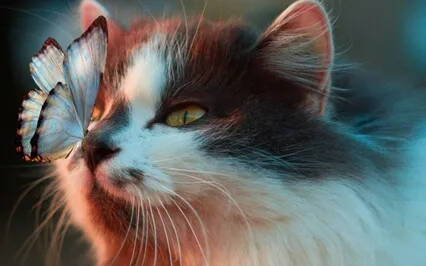 Relaxation Story For Children