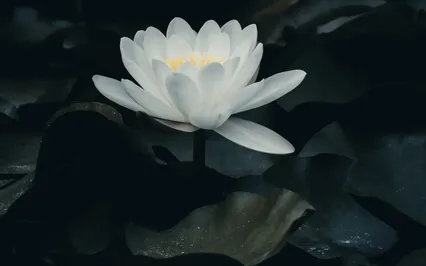 Relaxation Training With Aromatherapy 