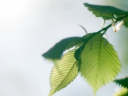 Relaxation With 5Hz Theta Waves | Deep Calm & Stress Relief