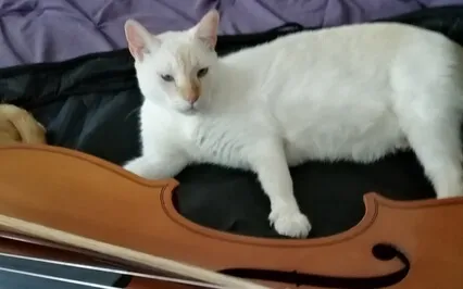 Relaxation With Kittens & Cello