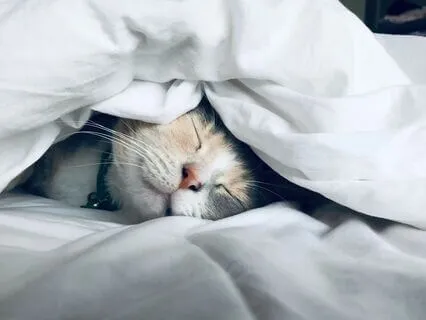 Relaxed Body, Relaxed Mind (Meditation Only)