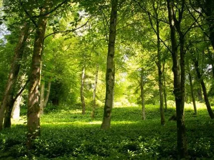 Relaxing All Time Classics On Piano – Greensleeves