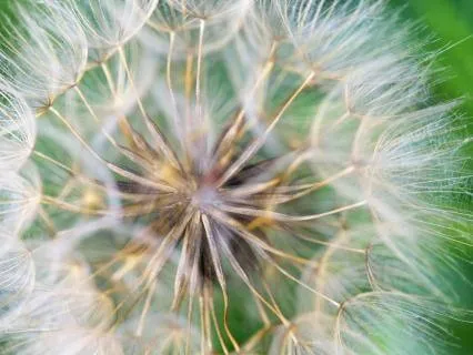 Relaxing Ambient Music - A Dandelion Dream