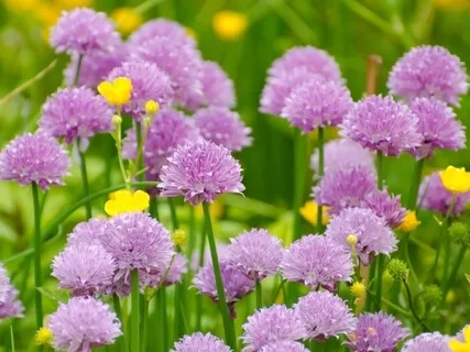 Relaxing And Calming Music - Forgotten Meadow