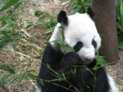 Relaxing Asian Music: Panda Meditation for Peace