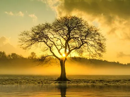 Bedtime Story: The Sacred Tree