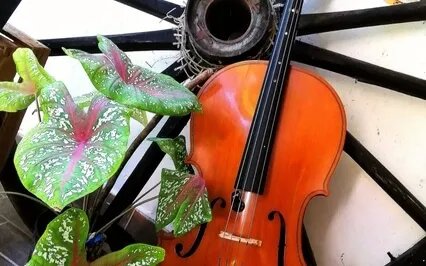 Relaxing Bird Sing & Cello Ambient Xoo